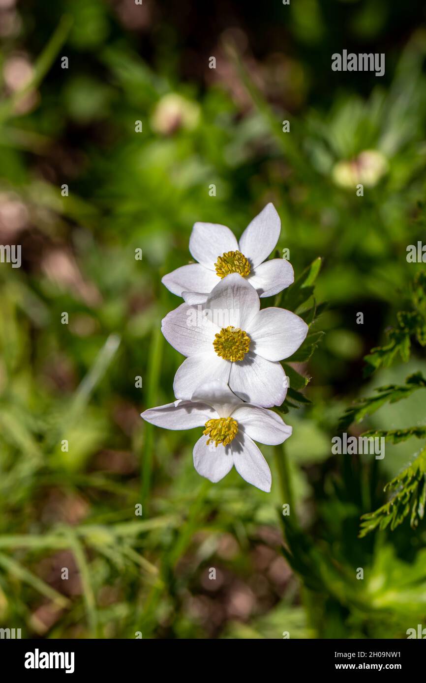 Anemonastrum narcissiflorum flower growing in mountains Stock Photo