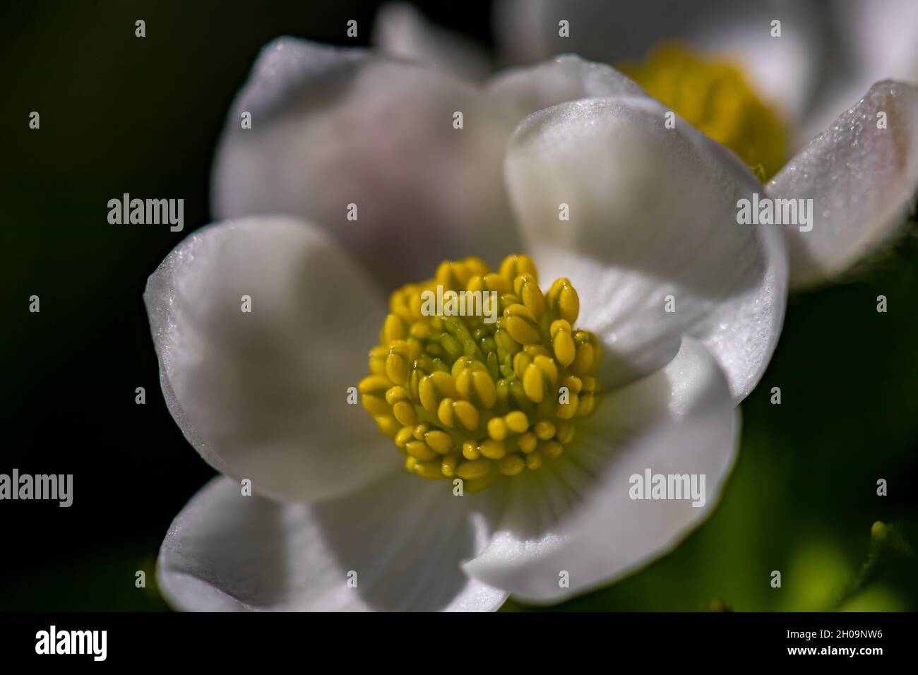 Anemonastrum narcissiflorum flower in mountains, macro Stock Photo