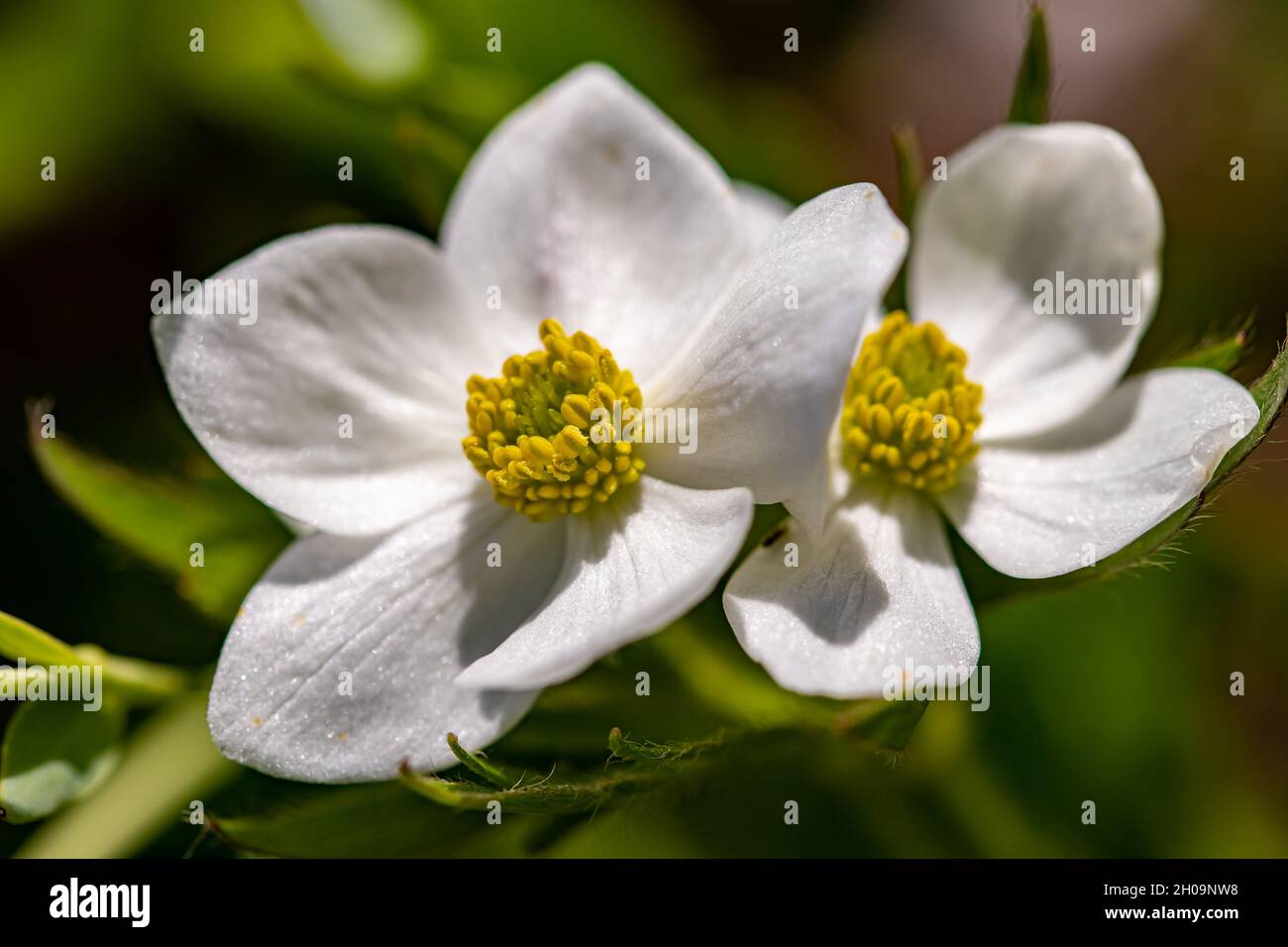 Anemonastrum narcissiflorum flower in mountains, close up Stock Photo