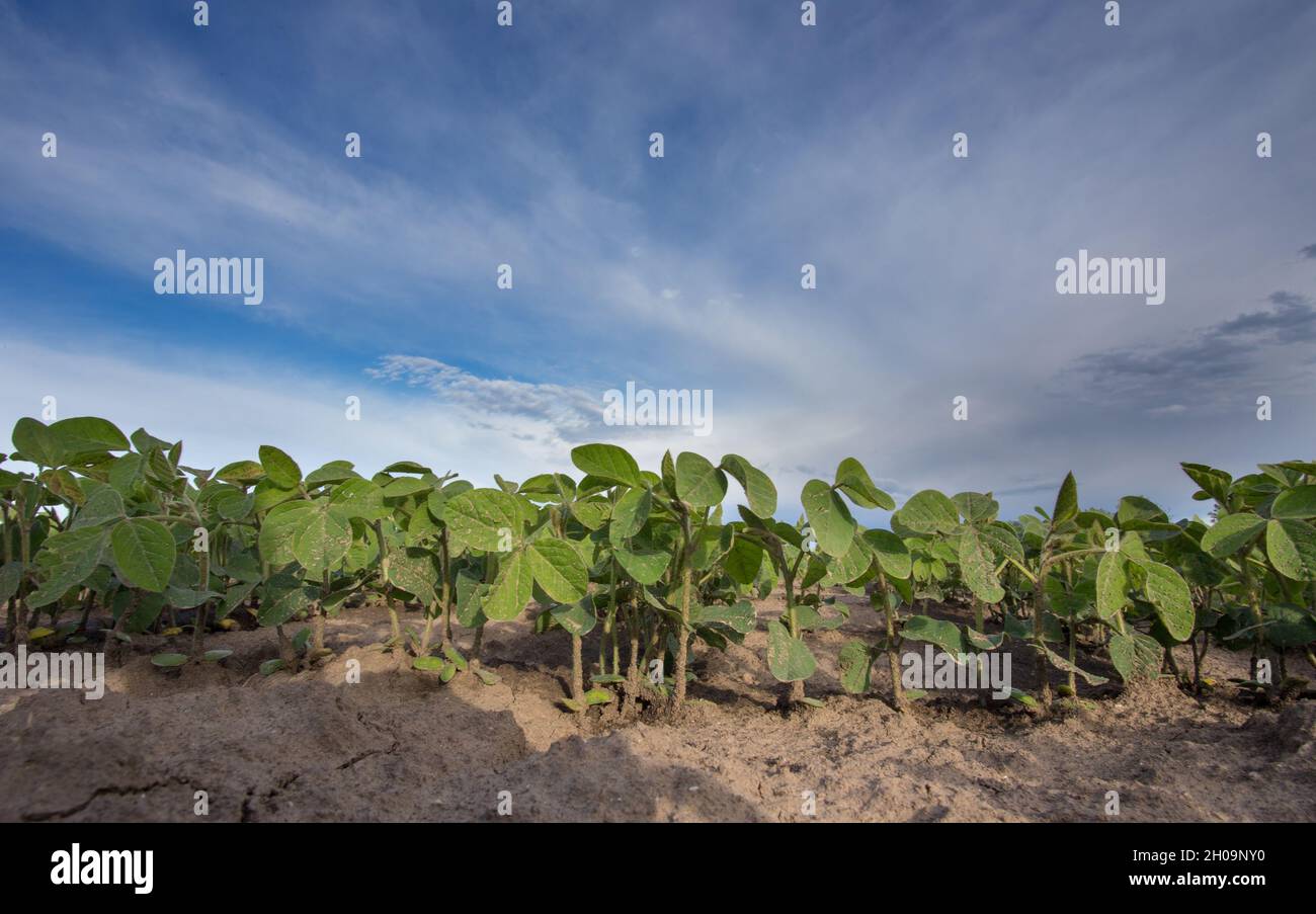 Agriculture row soybean seedlings hi-res stock photography and images ...