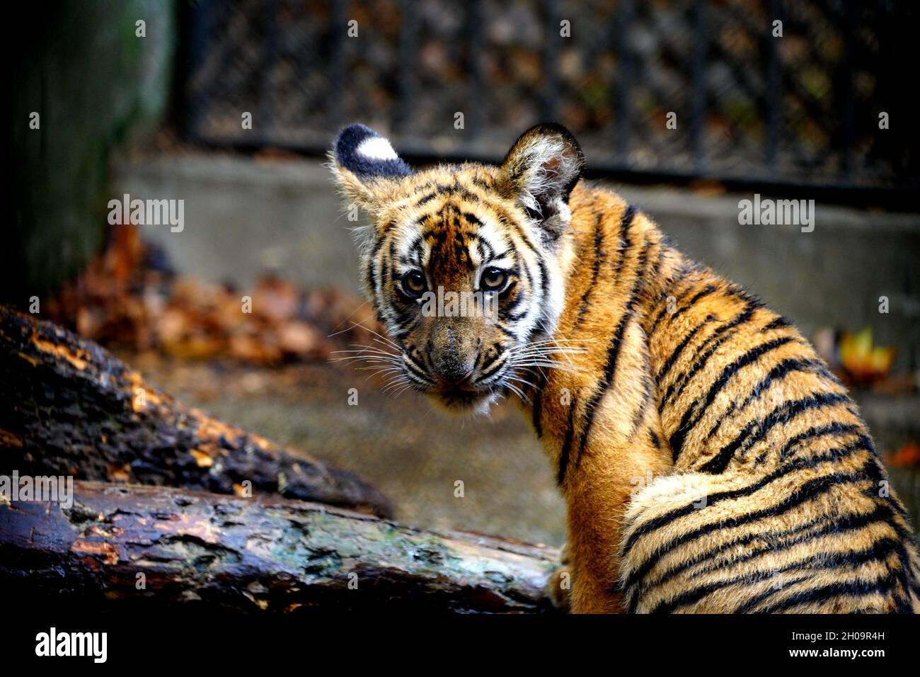 Shanghai. 11th Oct, 2021. Photo taken on Oct. 11, 2021 shows a South China tiger at the Shanghai Zoo in east China's Shanghai. The South China tiger is a rare kind endemic to China and is on the national first-class protection list. Currently, a total of 28 South China tigers are living in the Shanghai Zoo. The zoo has recorded each tiger's information and established a gene bank for research, and tigers are treated and bred in a scientific way. Credit: Zhang Jiansong/Xinhua/Alamy Live News Stock Photo