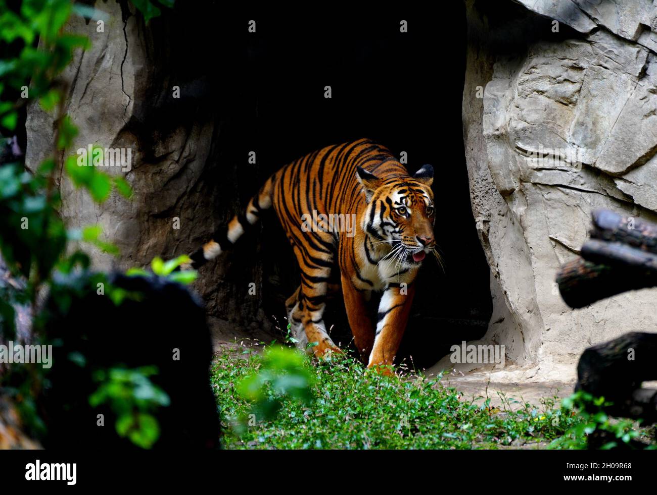 Shanghai. 11th Oct, 2021. Photo taken on Oct. 11, 2021 shows a South China tiger at the Shanghai Zoo in east China's Shanghai. The South China tiger is a rare kind endemic to China and is on the national first-class protection list. Currently, a total of 28 South China tigers are living in the Shanghai Zoo. The zoo has recorded each tiger's information and established a gene bank for research, and tigers are treated and bred in a scientific way. Credit: Zhang Jiansong/Xinhua/Alamy Live News Stock Photo
