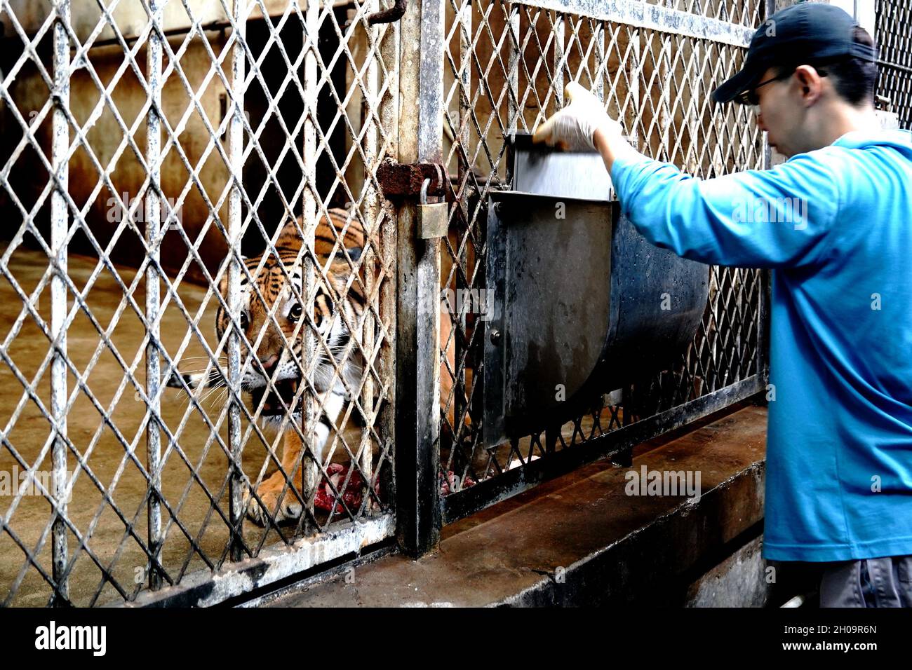 Shanghai. 11th Oct, 2021. A breeder feeds a South China tiger at the Shanghai Zoo in east China's Shanghai, Oct. 11, 2021. The South China tiger is a rare kind endemic to China and is on the national first-class protection list. Currently, a total of 28 South China tigers are living in the Shanghai Zoo. The zoo has recorded each tiger's information and established a gene bank for research, and tigers are treated and bred in a scientific way. Credit: Zhang Jiansong/Xinhua/Alamy Live News Stock Photo