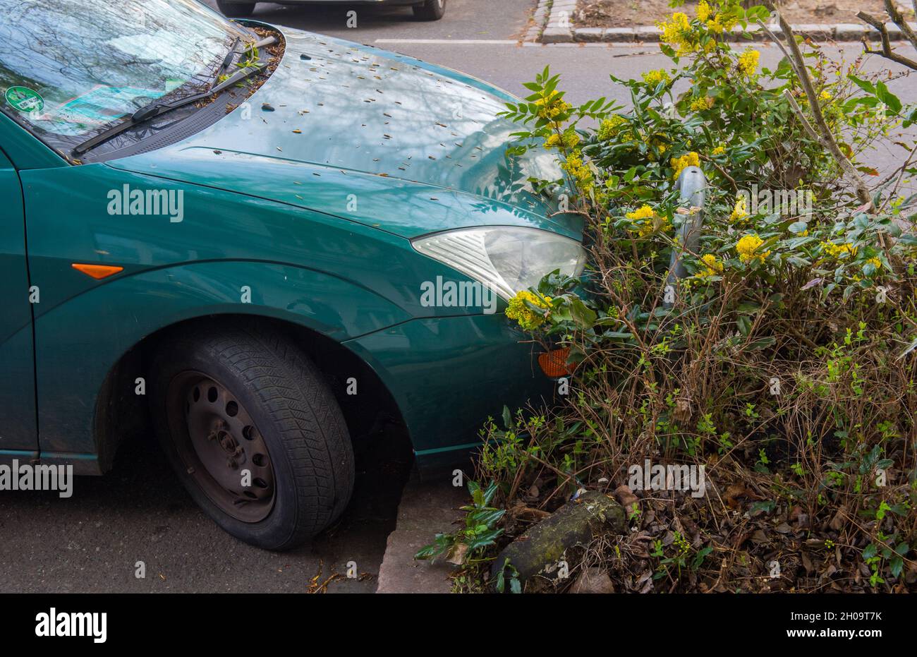 '16.04.2021, Germany, , Berlin - Parking problems - car parked with the radiator in a tree slice. 0CE210416D011CAROEX.JPG [MODEL RELEASE: NOT APPLICAB Stock Photo