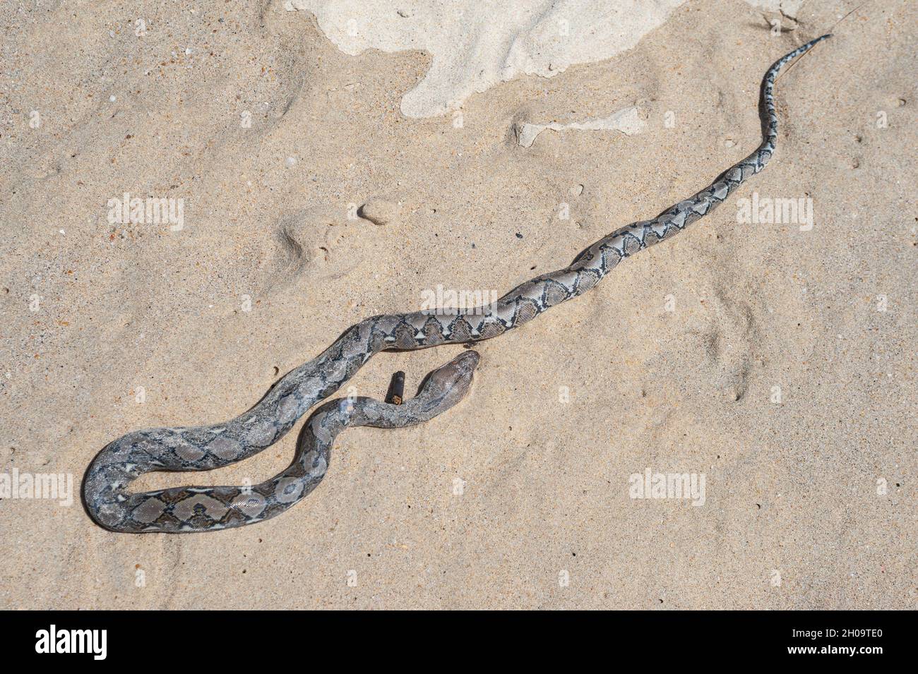 Beach dead snake hi-res stock photography and images - Alamy
