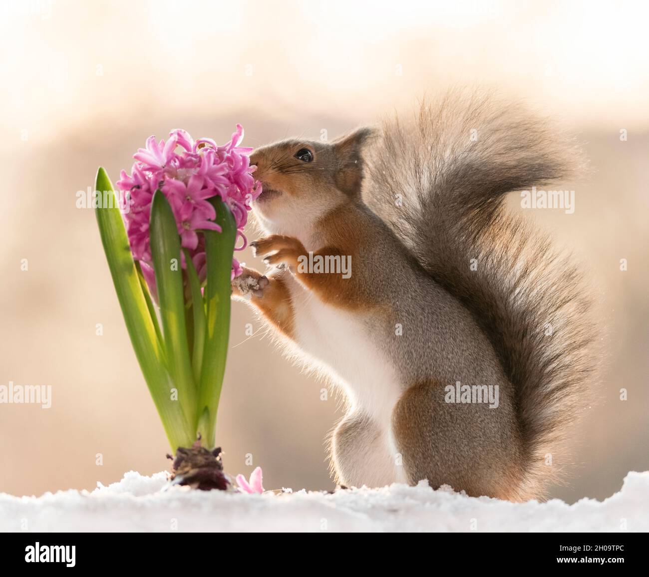 red squirrel is smelling a Hyacinthus in the snow Stock Photo