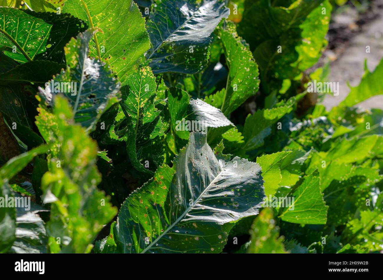 Horseradish leaves damaged by leafeating parasites. Green leaves with