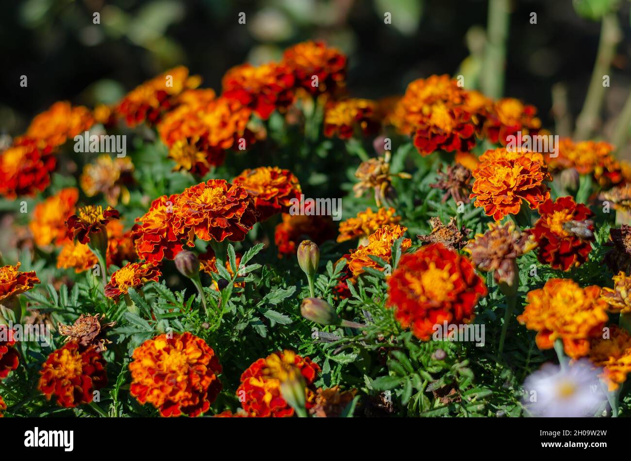 Beautiful orange flowers in a flower bed. Tagetes is a genus of annual or perennial, mostly herbaceous plants in the sunflower family Asteraceae. Sele Stock Photo