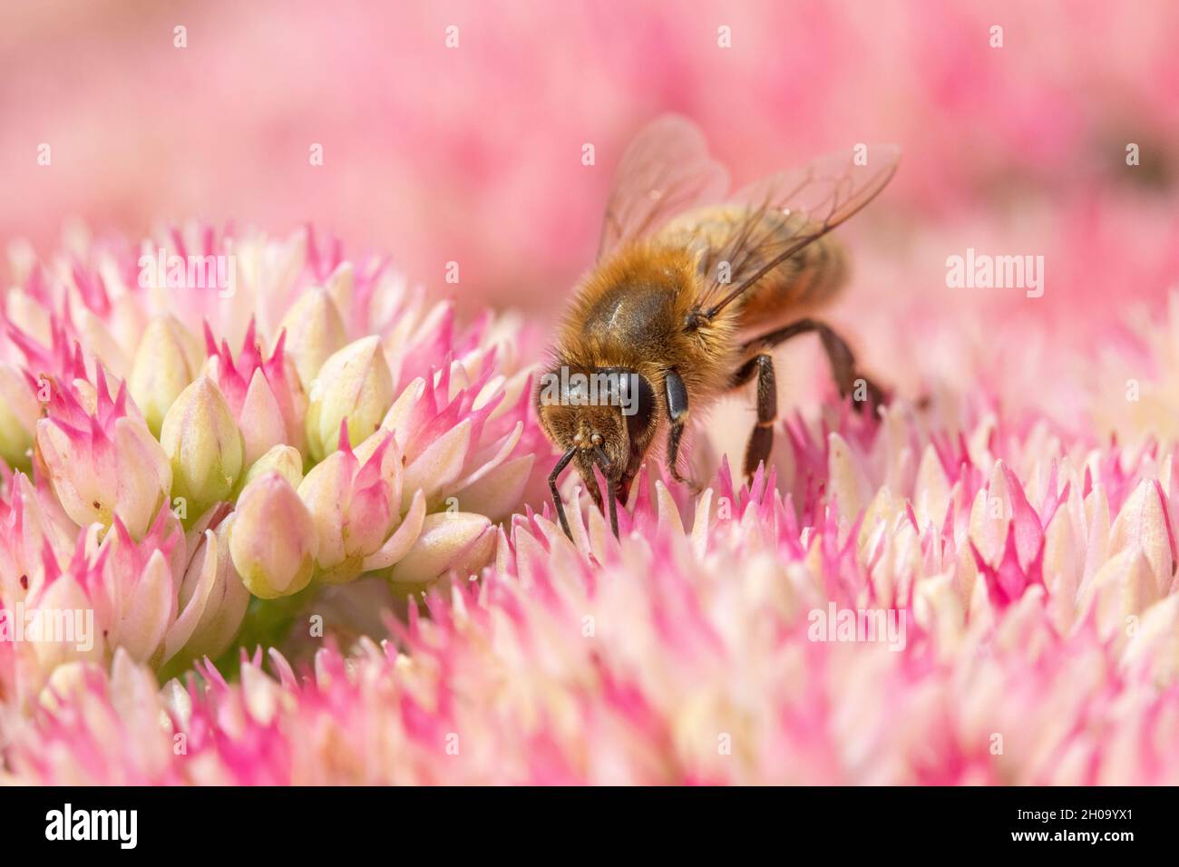 Honey bee collecting pollen on Hylotelephium 'Herbstfreude' (Pink Sedum) Stock Photo