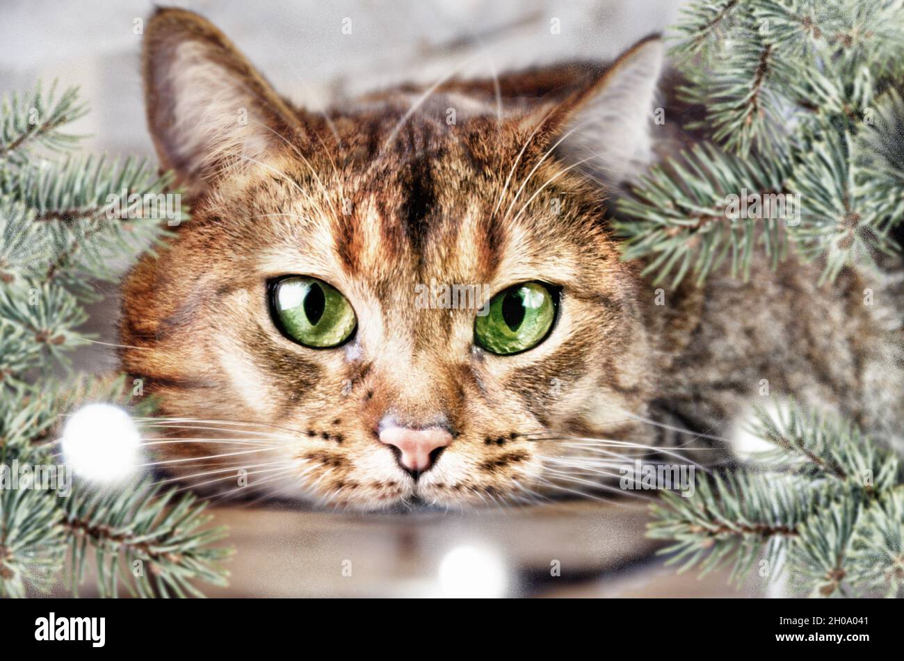 Happy New Year 2022, numbers,cat, christmas, new year cat, santa,  New Year’s card Stock Photo