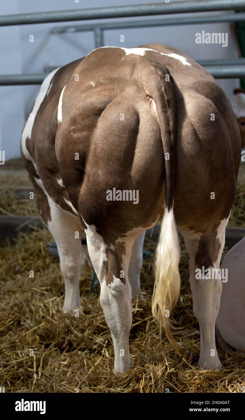 Belgian blue bull cattle hi-res stock photography and images - Alamy, image size:812x1390