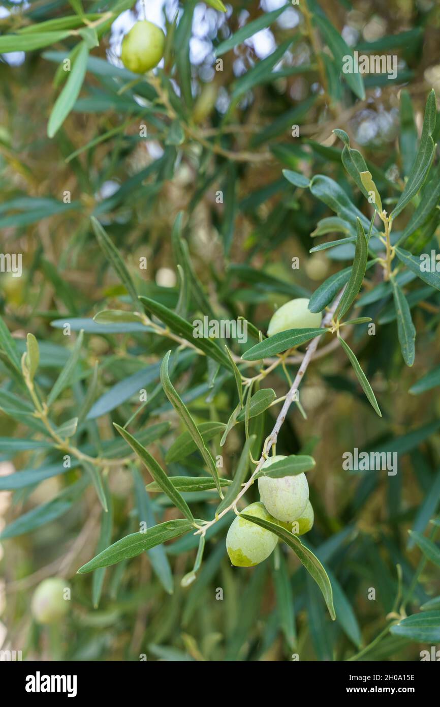Olive branch with green leaves and green olives growing on the tree ...