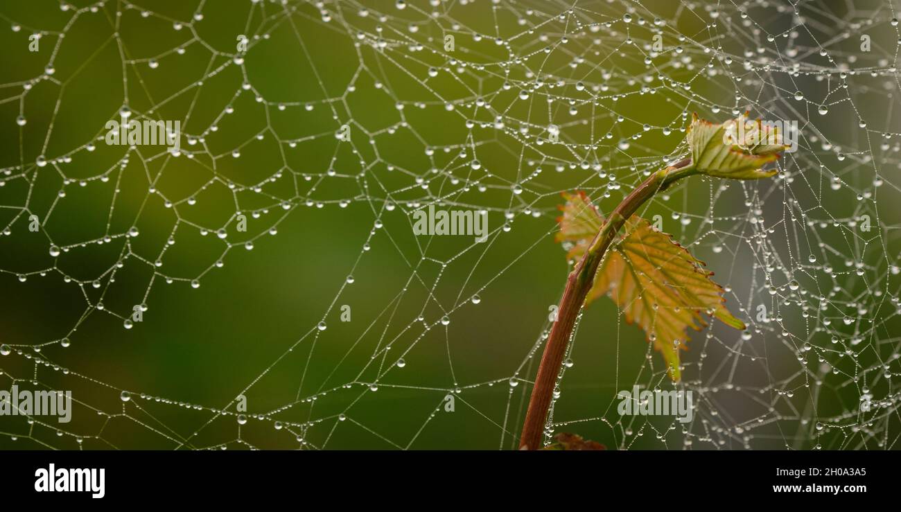 Close up of a spider net and yellow leaves with a blurred green background Stock Photo
