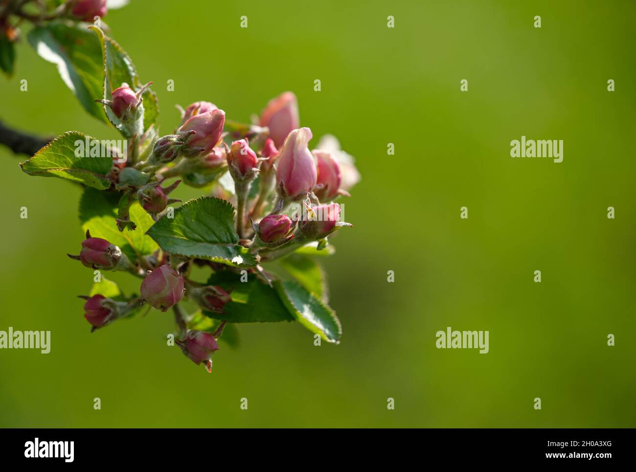 Shallow focus of Buds of an apple tree with green leaves and a blurred