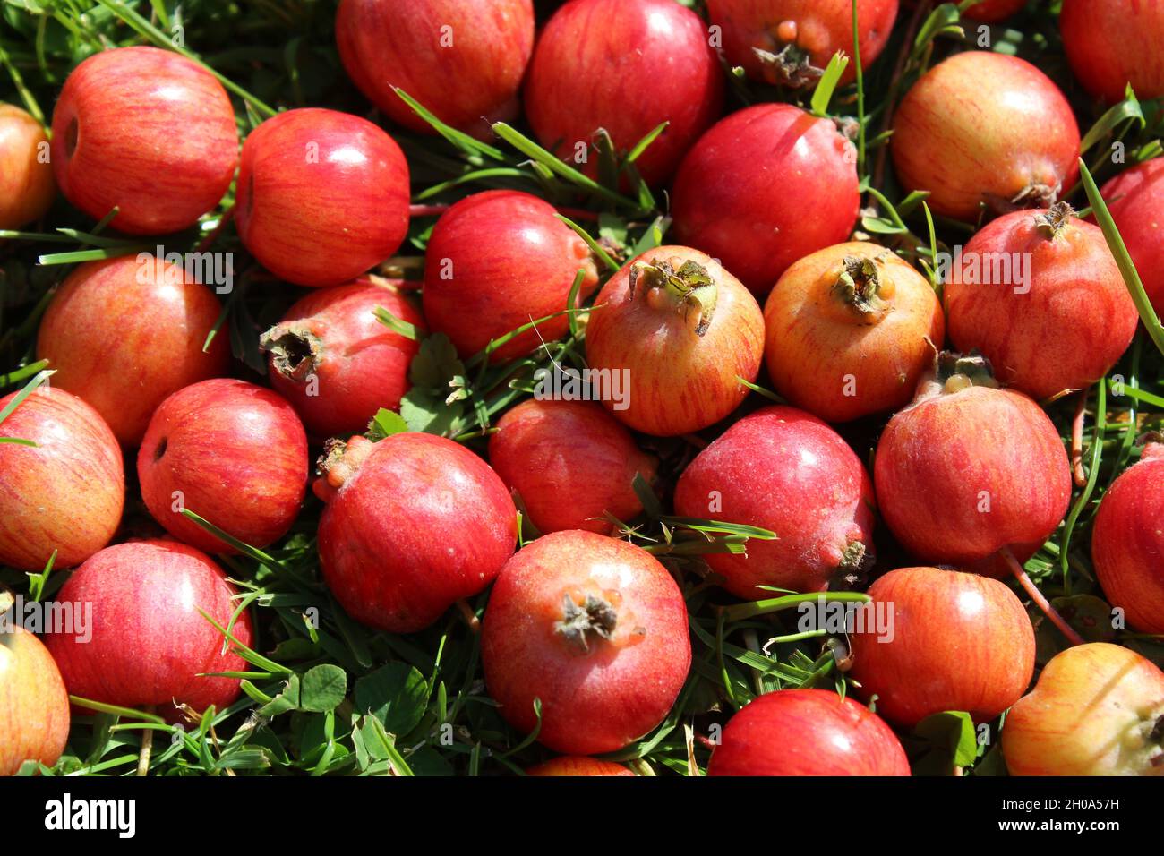 red chinese apples in the grass Stock Photo
