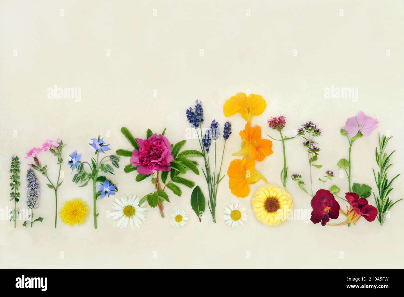 Wild Edible Flowers for Food Decoration