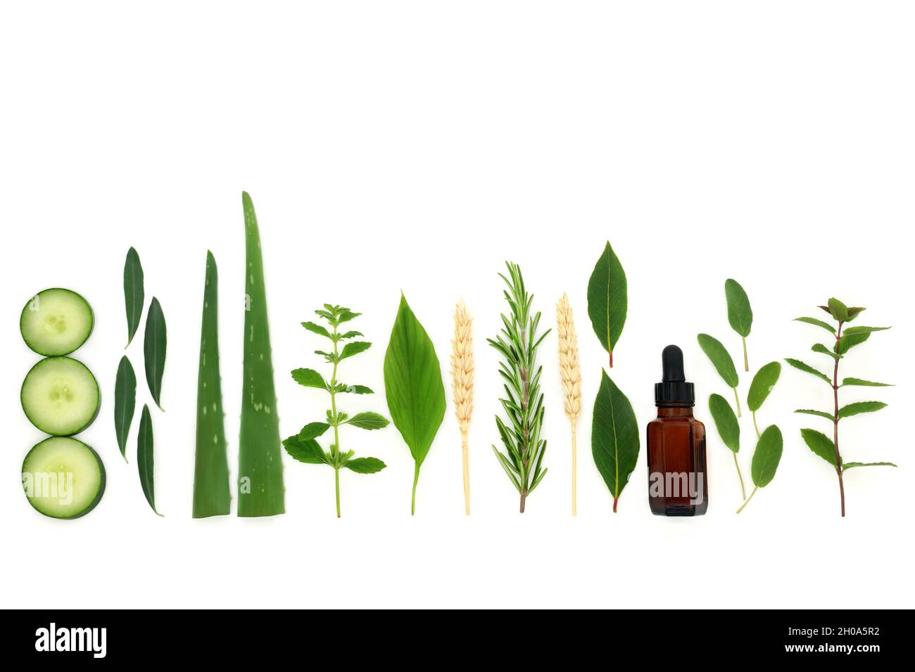 Herbs for natural skincare essential oil products with herb leaves, wheat and cucumber. Anti aging benefits, eases psoriasis, acne and eczema. Stock Photo