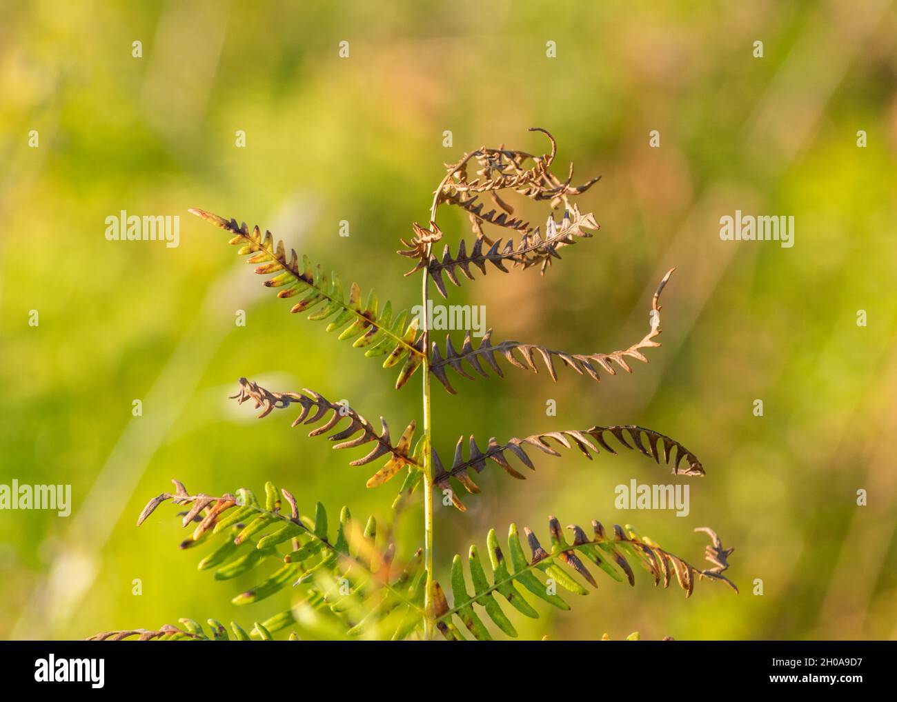 Common bracken or eagle fern branch with dry leaves in autumn against blurry background Stock Photo