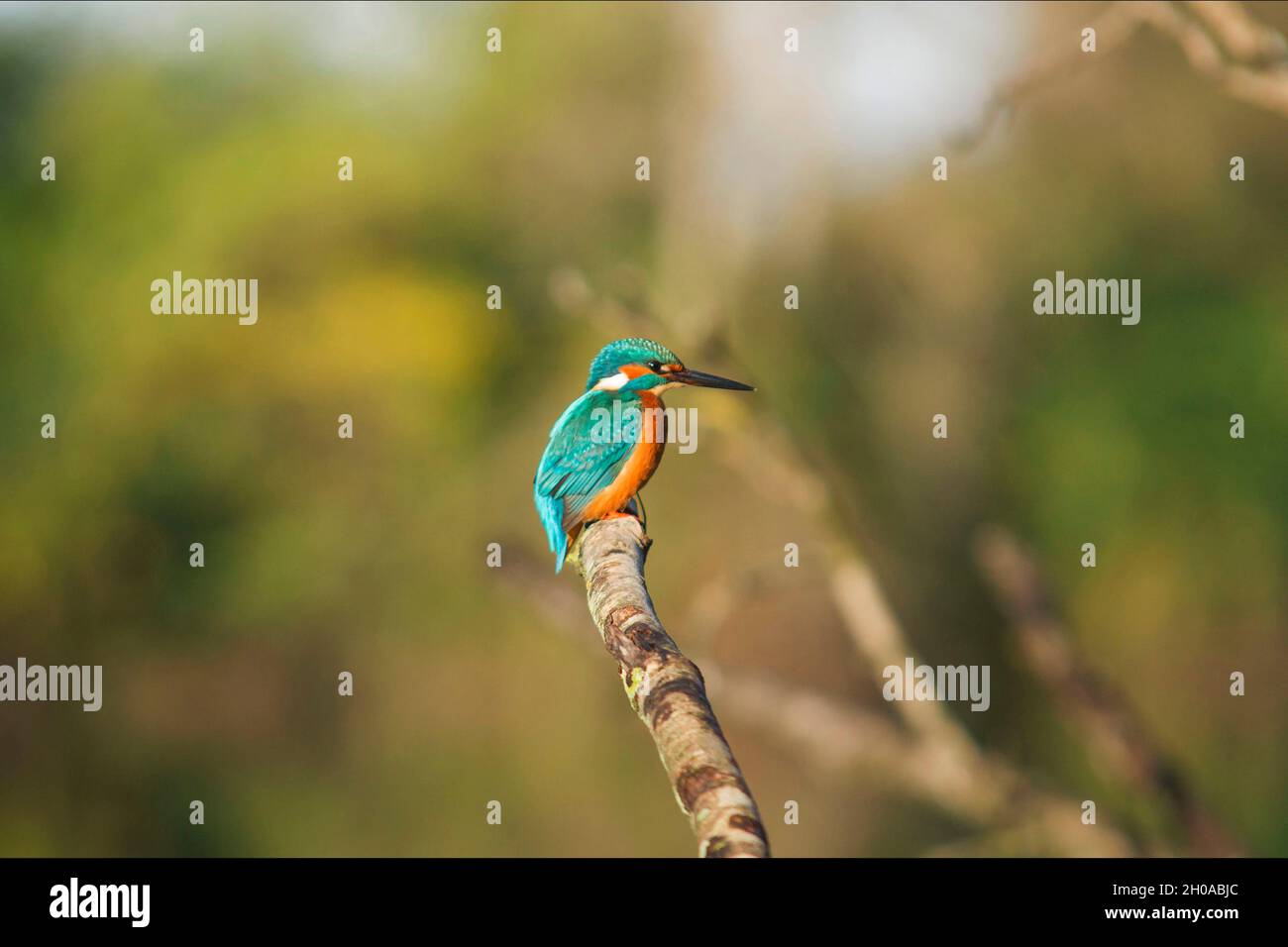 Natural Reserve Abbadia, kingfisher, Tolentino, Marche, Italy, Europe Stock Photo