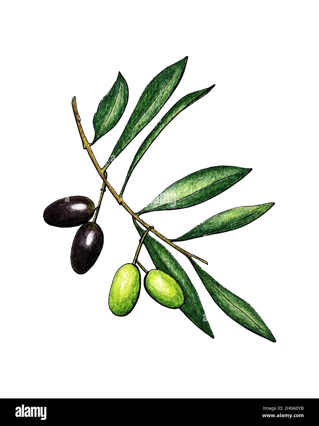 Olives branch with fruits and leaves, pencil hand drawing, isolated