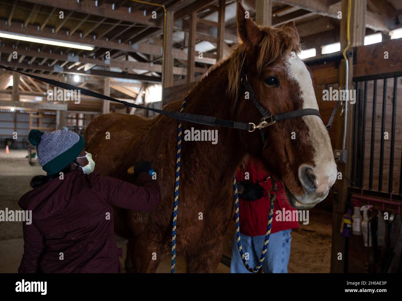 U.S. Army Sgt. Faustina Nkansah, left, a behavioral health specialist with the 98th Combat and Operational Stress Control, 62nd Medical Brigade, brushes the horse, Katie Sue, during an equine therapy outing in Burnett, Wis., Jan. 8, 2021. The Department of Defense religious support and behavioral health teams, assigned to support the military medical providers in Wisconsin, routinely schedule activities intended to support the service members’ mental, social and spiritual well-being throughout their deployment. U.S. Northern Command, through U.S. Army North, remains committed to providing flex Stock Photo