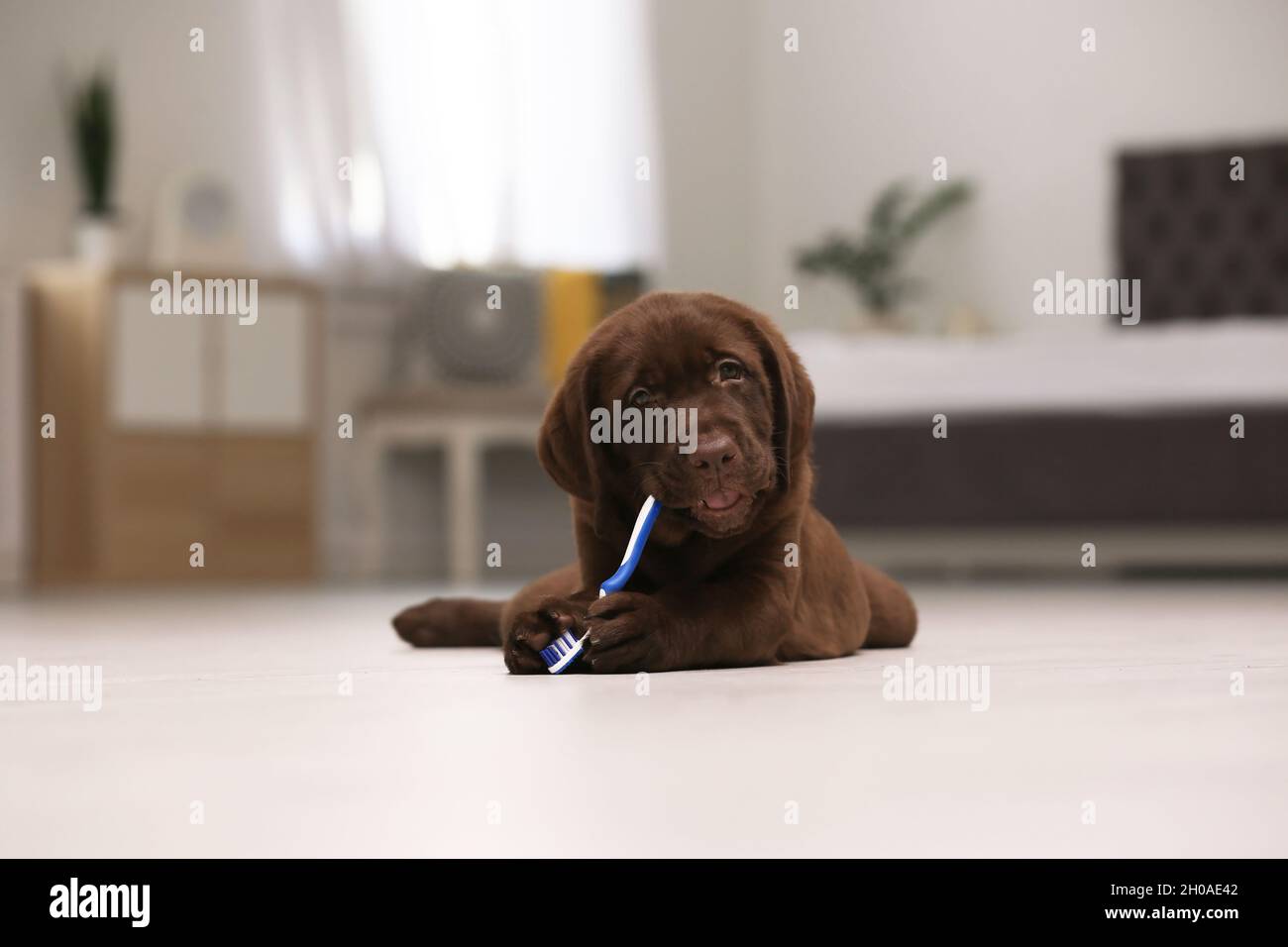 Adorable chocolate labrador retriever with toothbrush on floor indoors