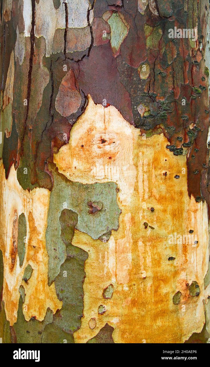 Closeup of the bark of a eucalyptus tree Stock Photo