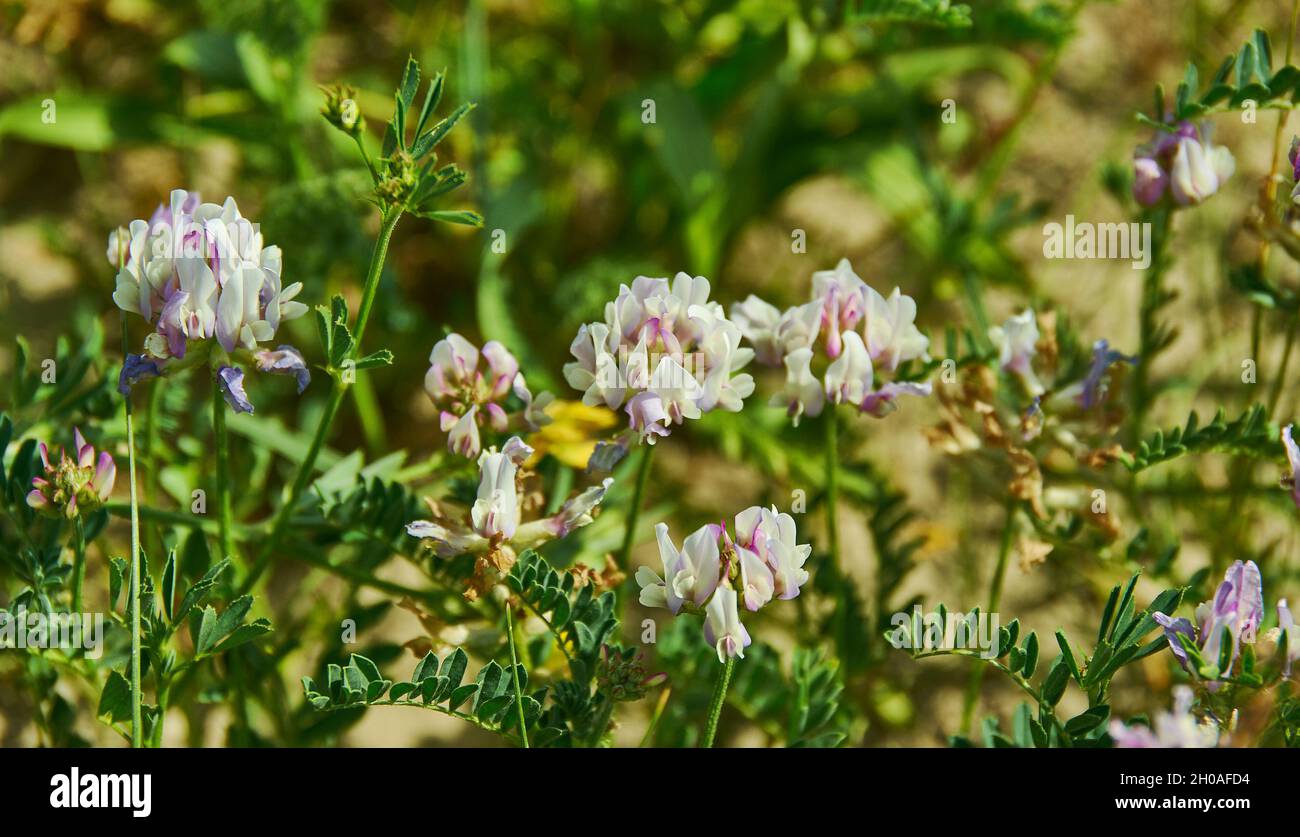 Astragalus arenarius, sand milk-vetch or sand milkvetch, is a species of milkvetch mostly found in Central and Eastern Europe Stock Photo