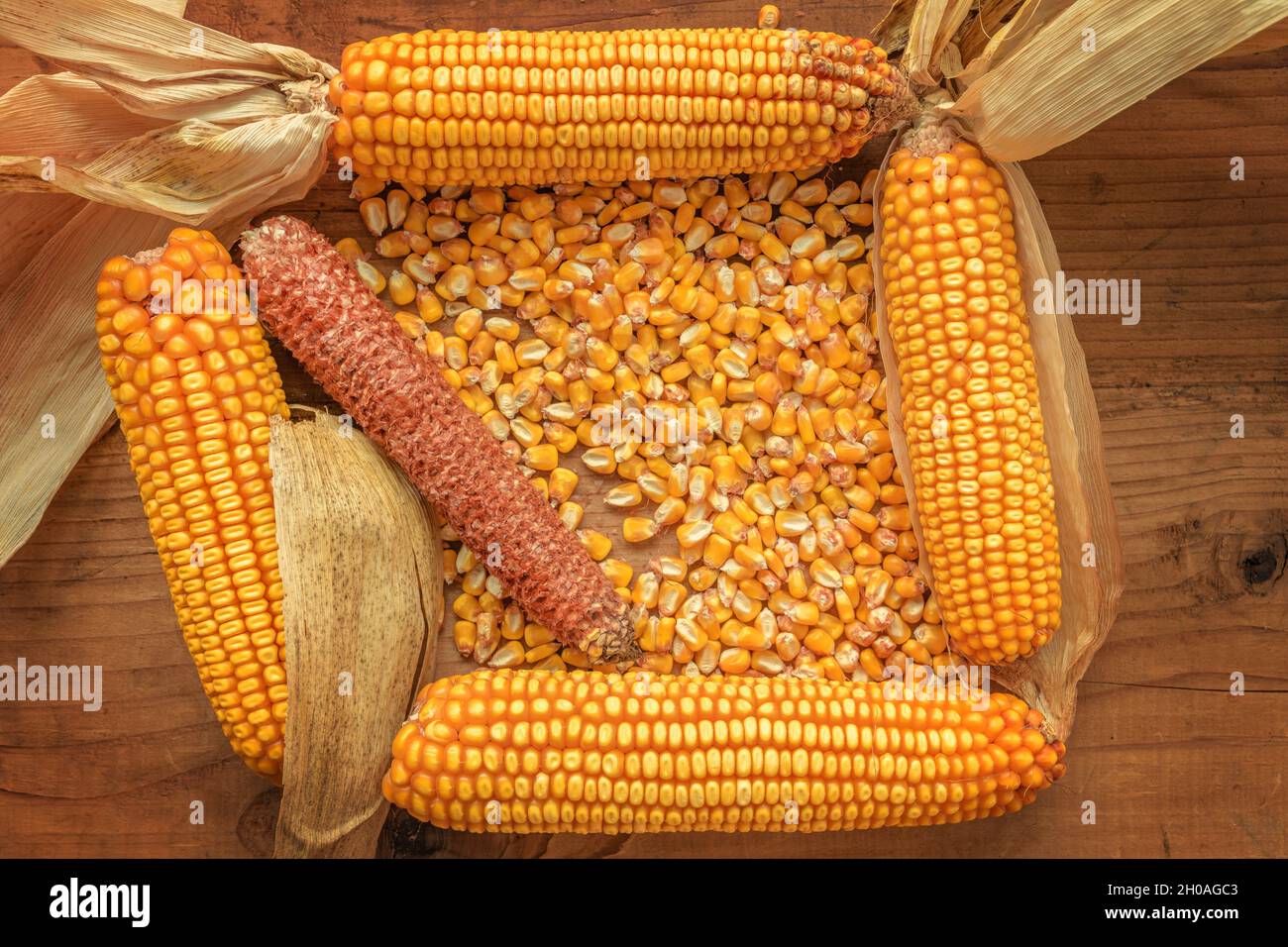 Corncobs and grain on rustic wooden background, top view of harvested maize crops for agricultural and cultivation concepts Stock Photo
