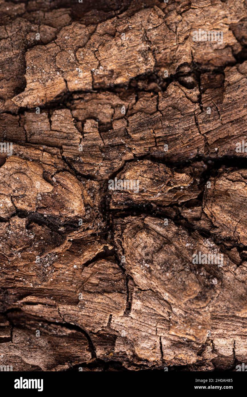 Flat lay natural wooden texture Stock Photo
