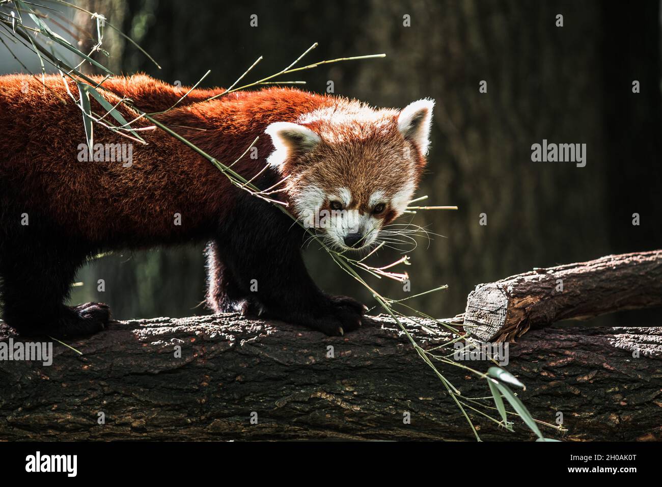 Red Panda Playing Hi Res Stock Photography And Images Alamy