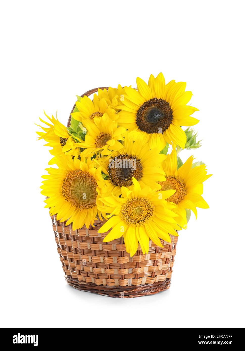 Wicker basket with beautiful yellow sunflowers on white background ...