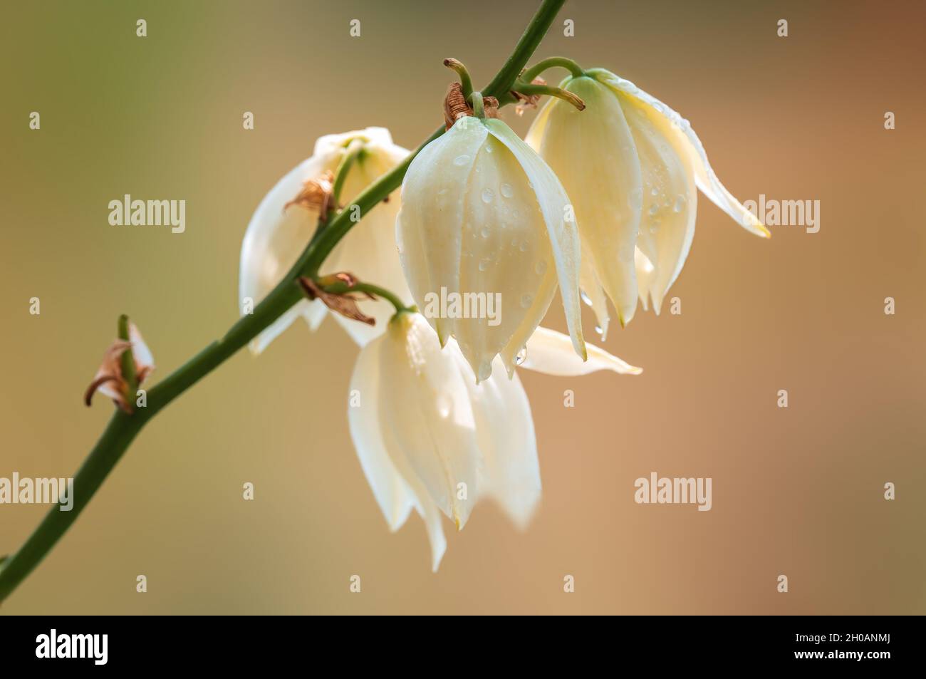 a vigorous white flower in the morning light Stock Photo