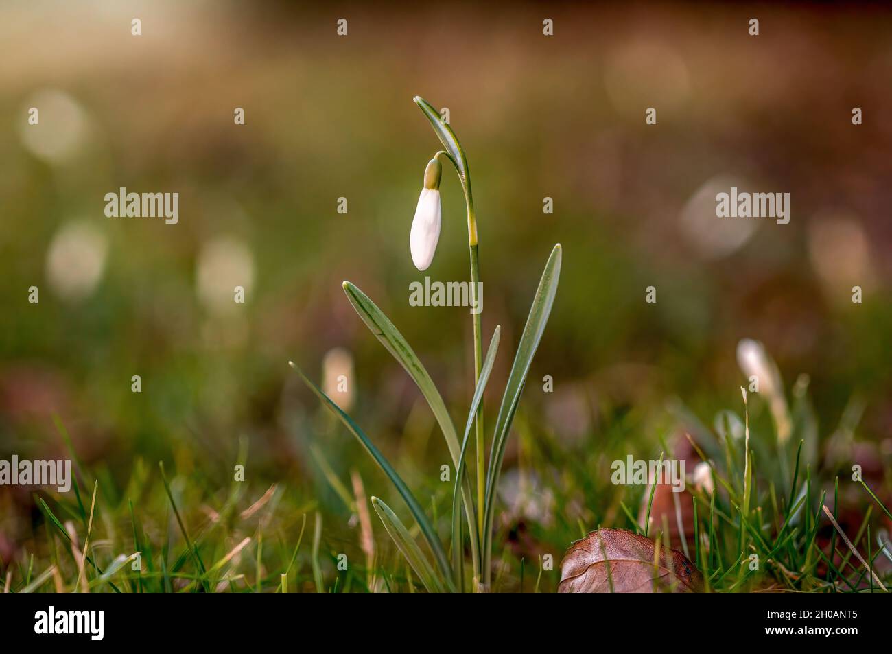 a vigorous snowdrop flower in the morning light Stock Photo
