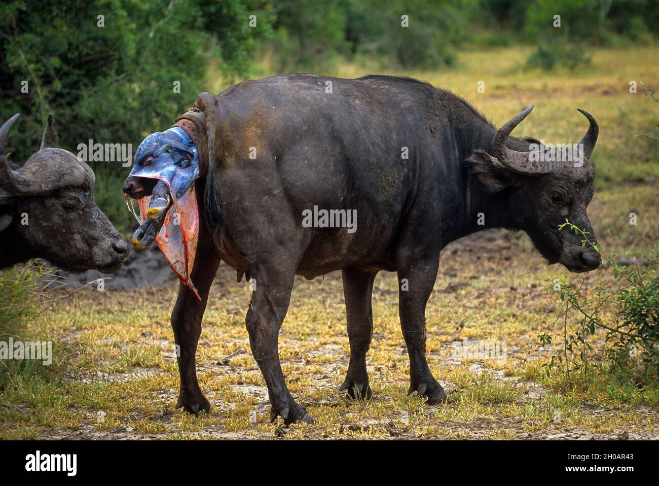 Buffalo Giving Birth High Resolution Stock and Images - Alamy