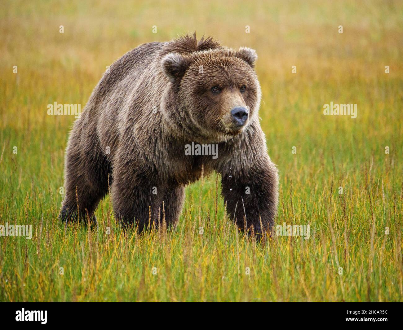 Coastal brown bear, also known as Grizzly Bear (Ursus Arctos). South Central Alaska. United States of America (USA). Stock Photo