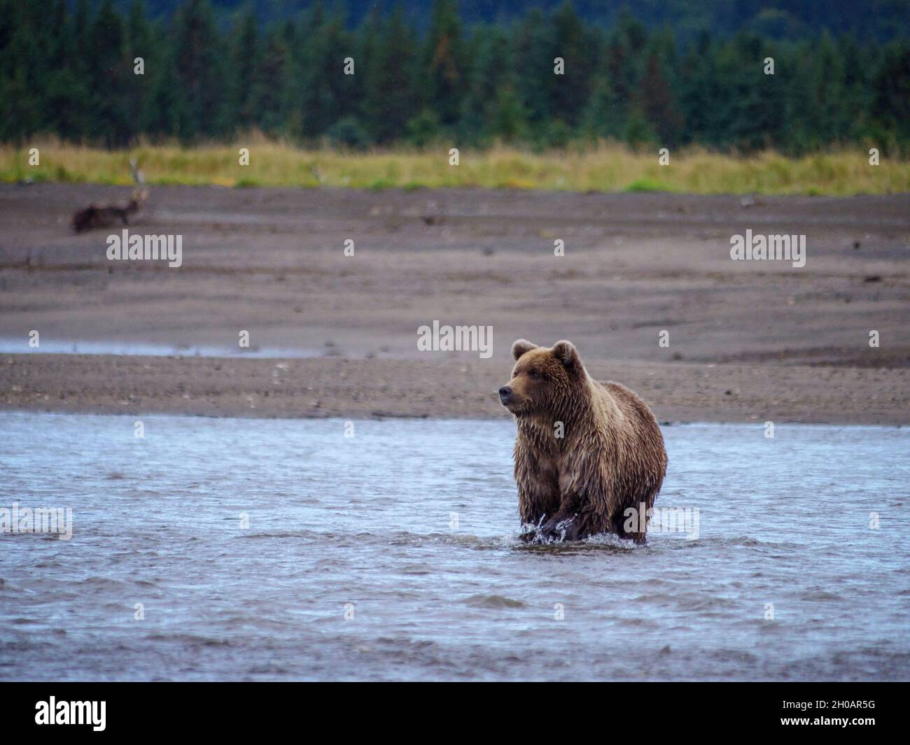 Coastal brown bear, also known as Grizzly Bear (Ursus Arctos). South Central Alaska. United States of America (USA). Stock Photo