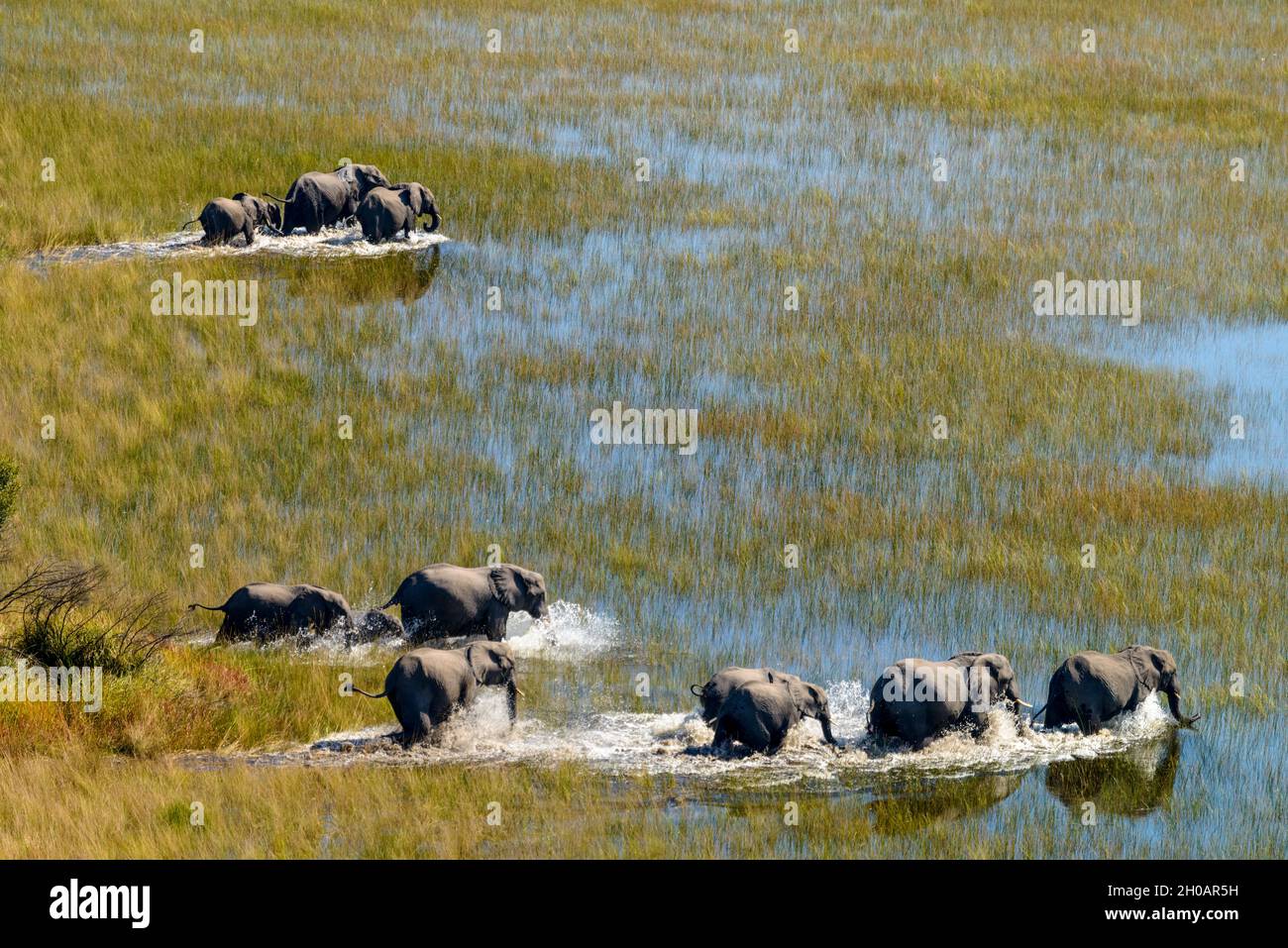 Aerial view of African Bush Elephant (loxodonta africana) herd. Okavango Delta. Botswana Stock Photo