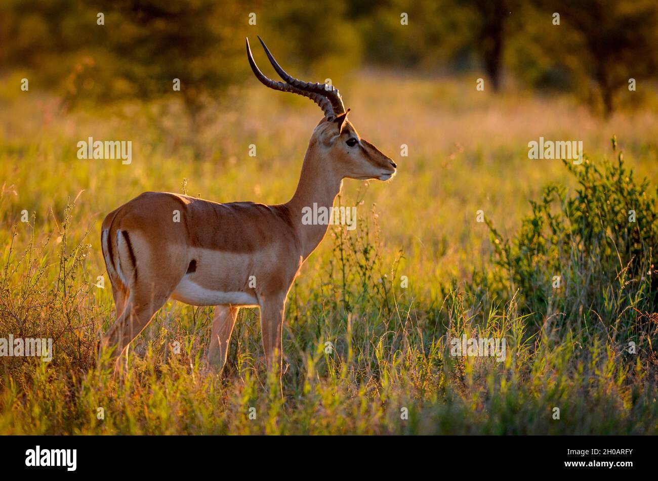 Impala (Aepyceros melampus) in glorious early morning light. Greater Kruger National Park. Mpumalanga. South Africa Stock Photo