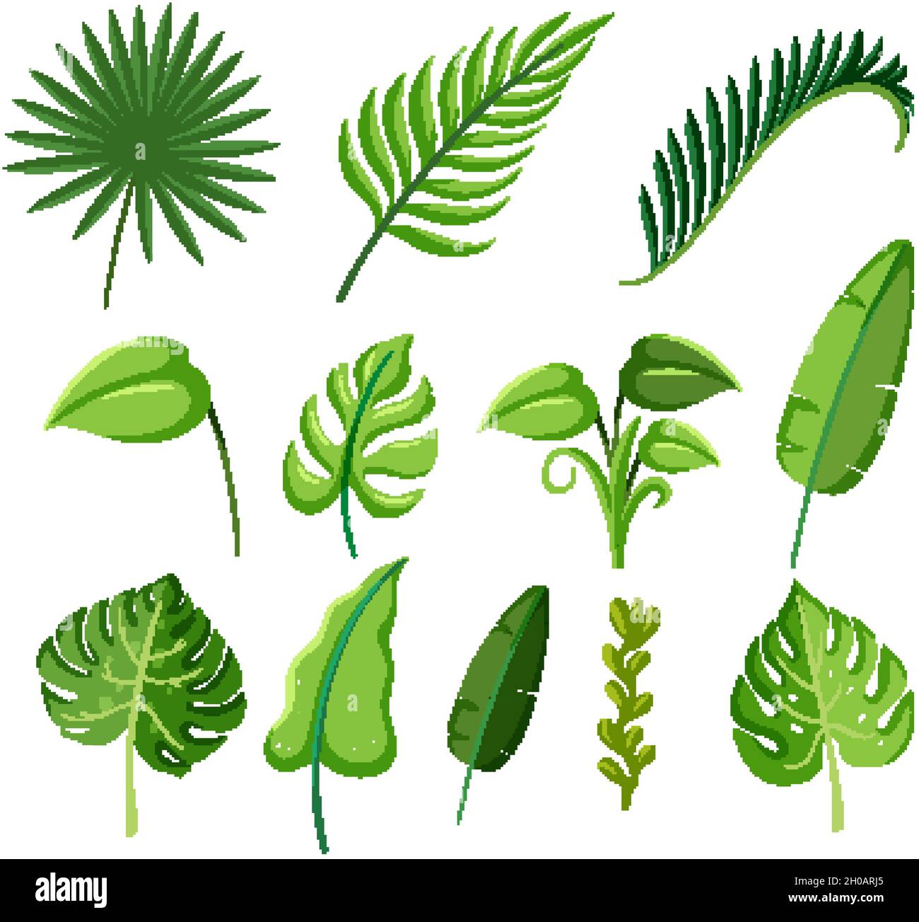 Set of tropical plants leaves illustration Stock Vector Image & Art - Alamy