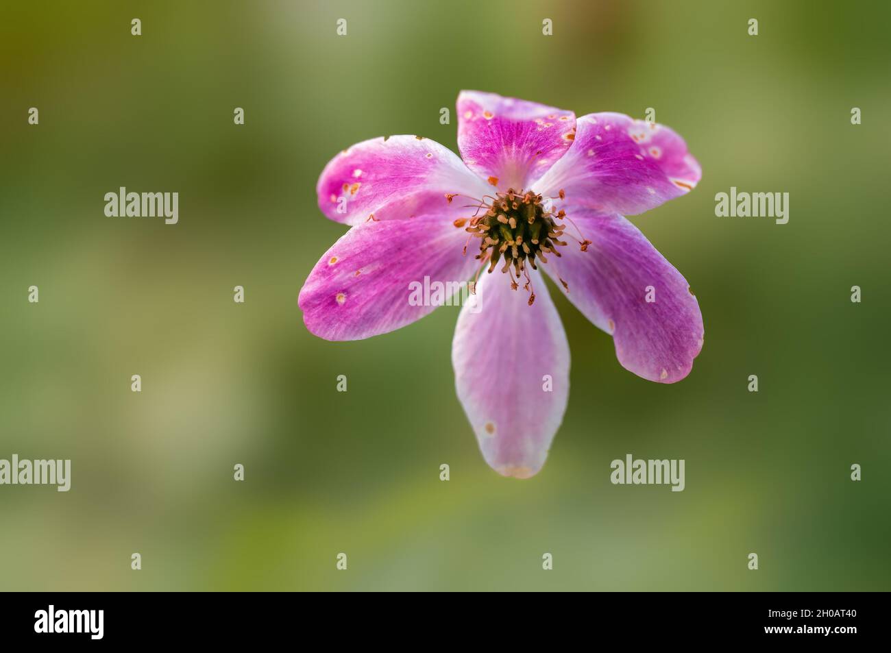 a delicate purple wood anemone flowers in a forest Stock Photo