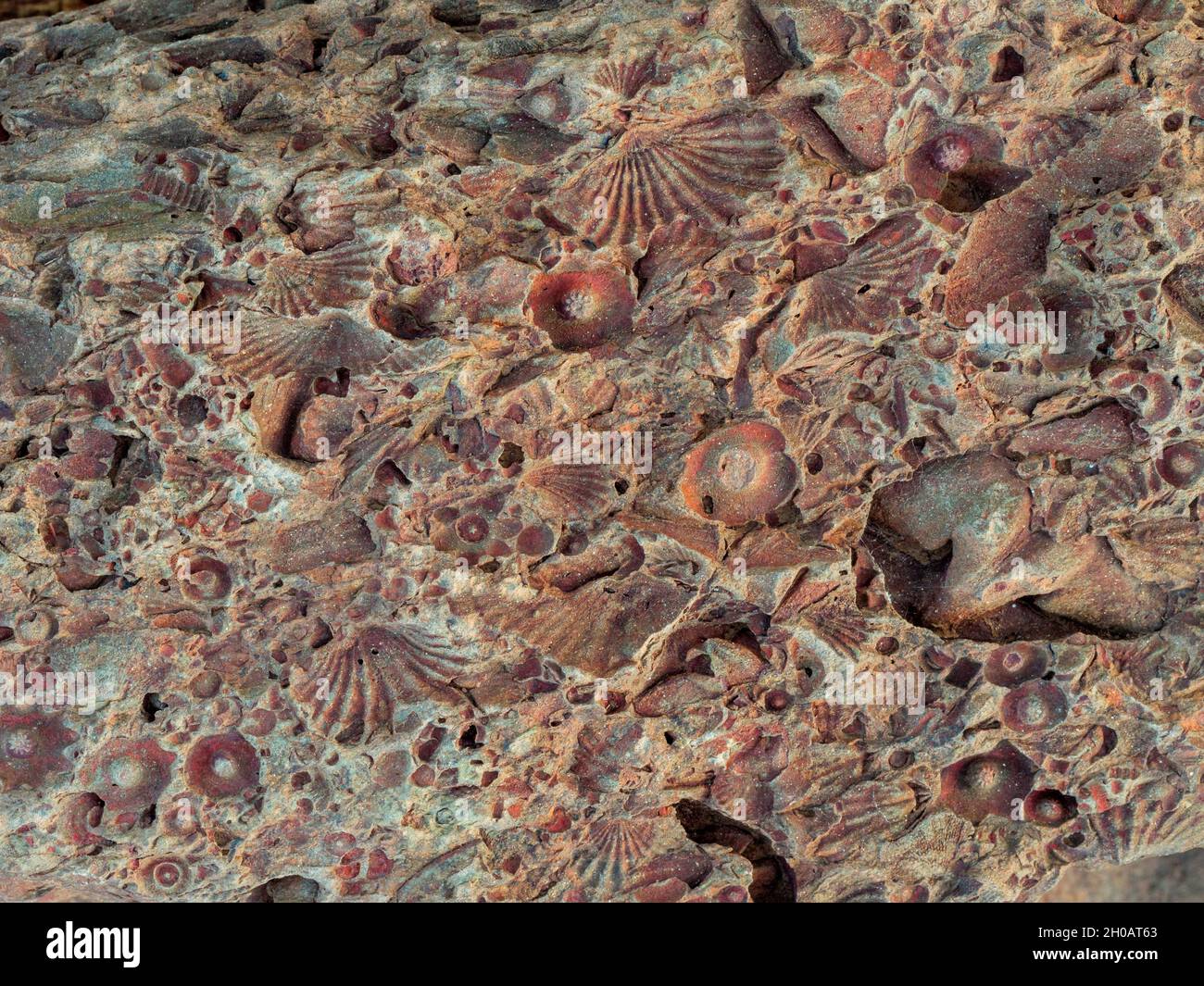 Fossilised (fossilized) shells, plants and crinoids. Karoo, Western ...