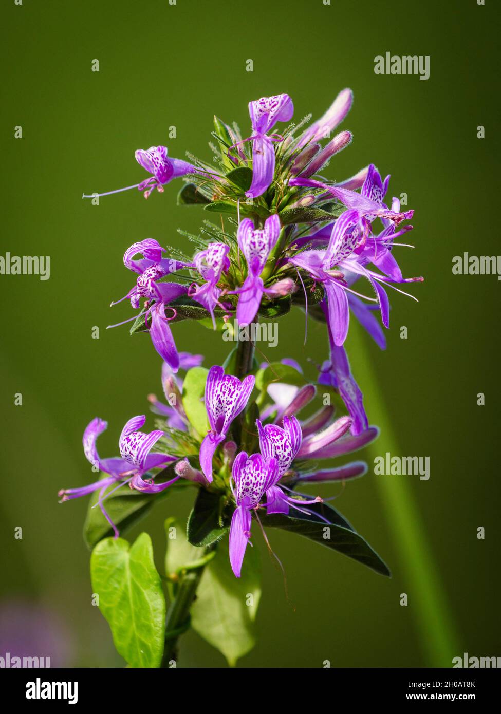 Ribbon Bush (Hypoestes aristata) flower, Kirstenbosch, Cape Town