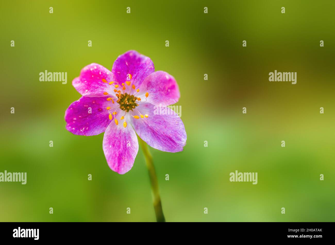 a delicate purple wood anemone flowers in a forest Stock Photo