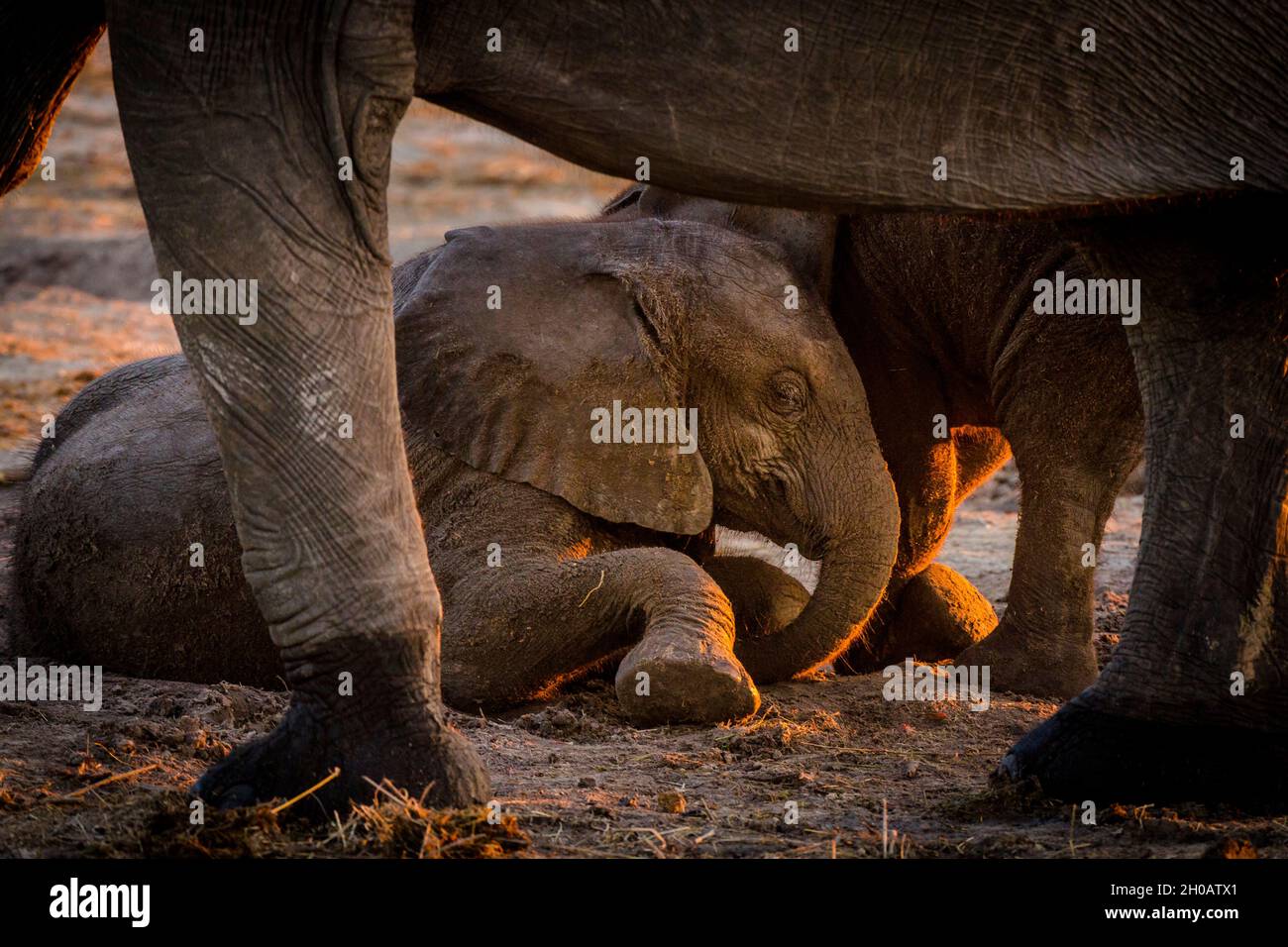 African bush elephant or African elephant (Loxodonta africana) juveniles playing. Chobe National Park. Botswana Stock Photo