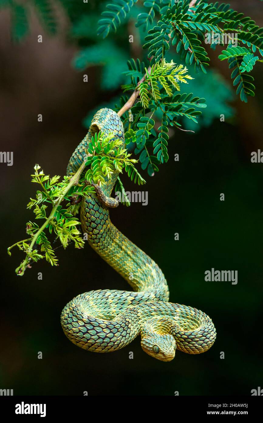 African Bush Viper (Atheris squamigera) Standard Vivarium Label – Cloud  Forest Design