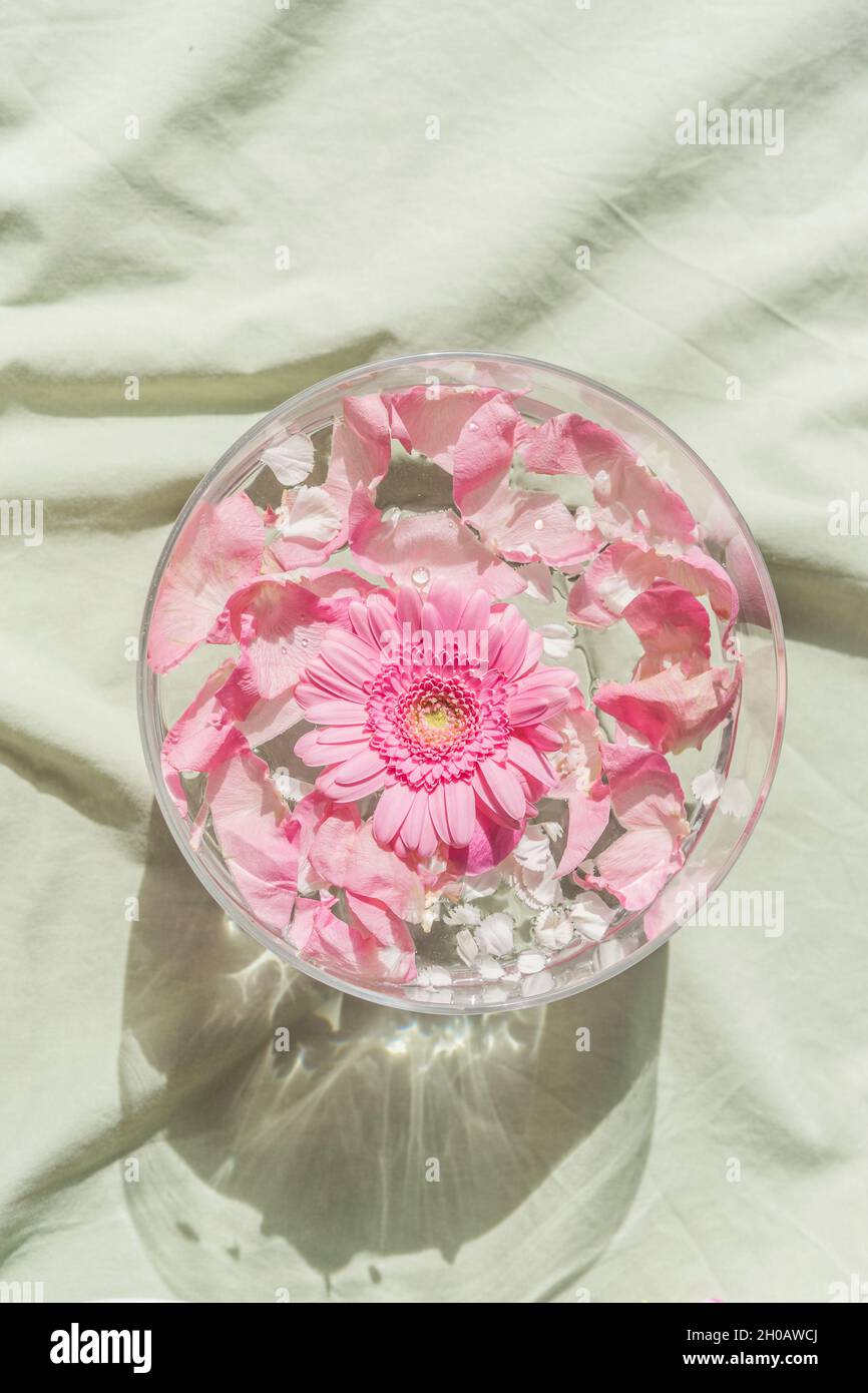Water bowl with floating pink flowers on pastel textile. Gerbera and