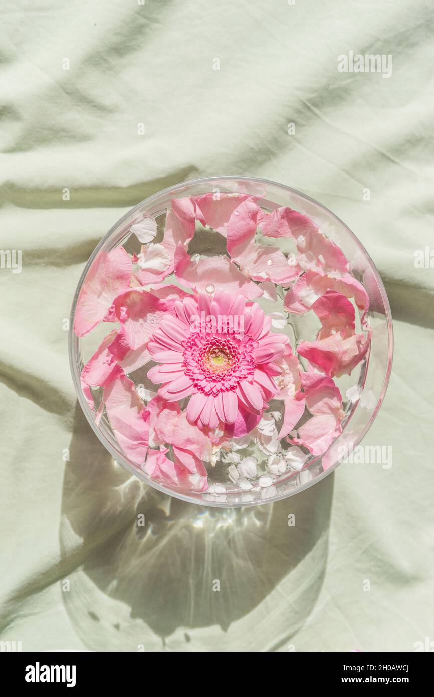 Water bowl with floating pink flowers on pastel textile. Gerbera and rose blossom in glass bowl. Natural light effects. Top view. Stock Photo