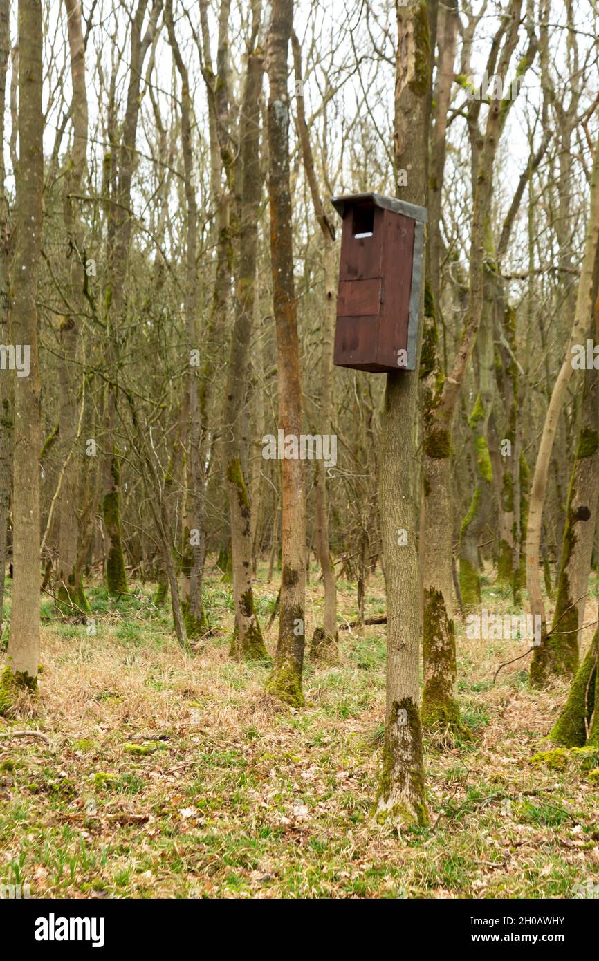 Tawny owl (Strix aluco) nestbox, England Stock Photo