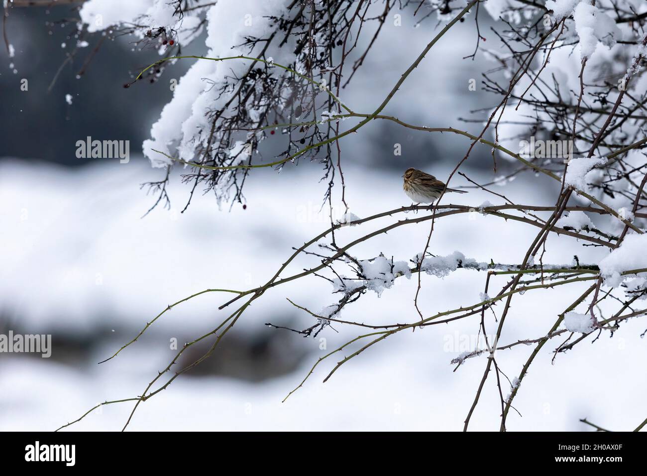 Reed bunting (Emberiza schoeniclus) on a branch in winter, Alsace, France Stock Photo